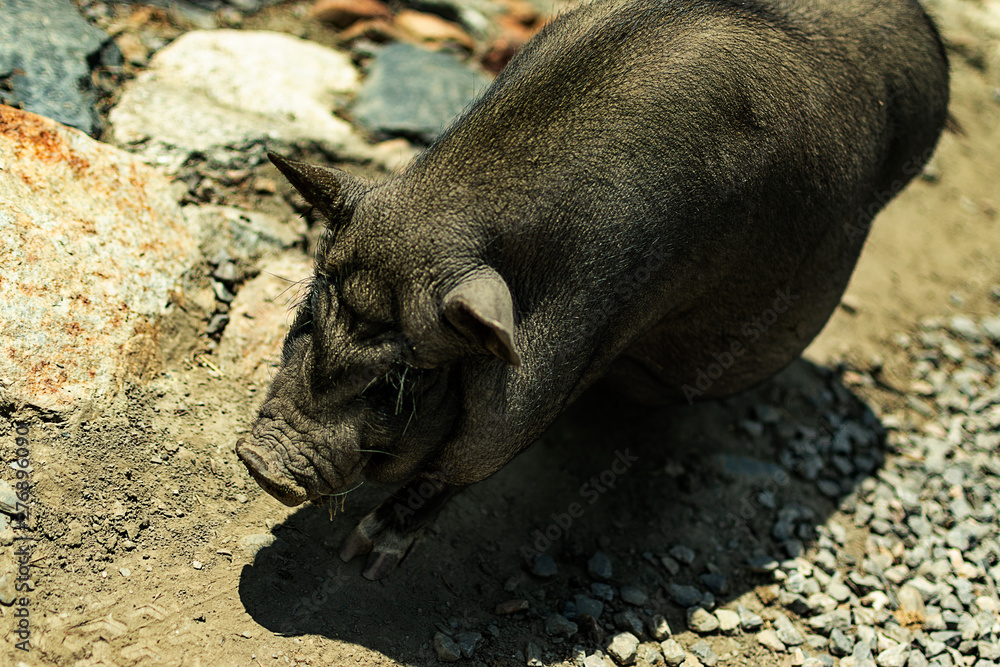 Close-up of a Vietnamese pig with soil in the background. Close-up of a Vietnamese pig with soil in the background.