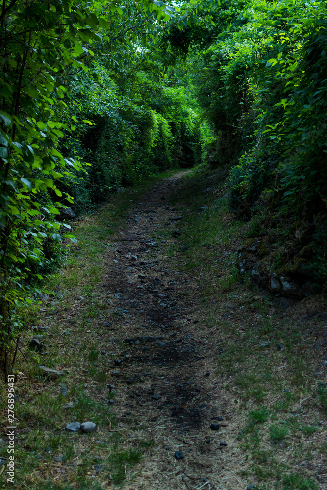 Gloomy passage in the forest with trees. Gloomy passage in the forest with trees.