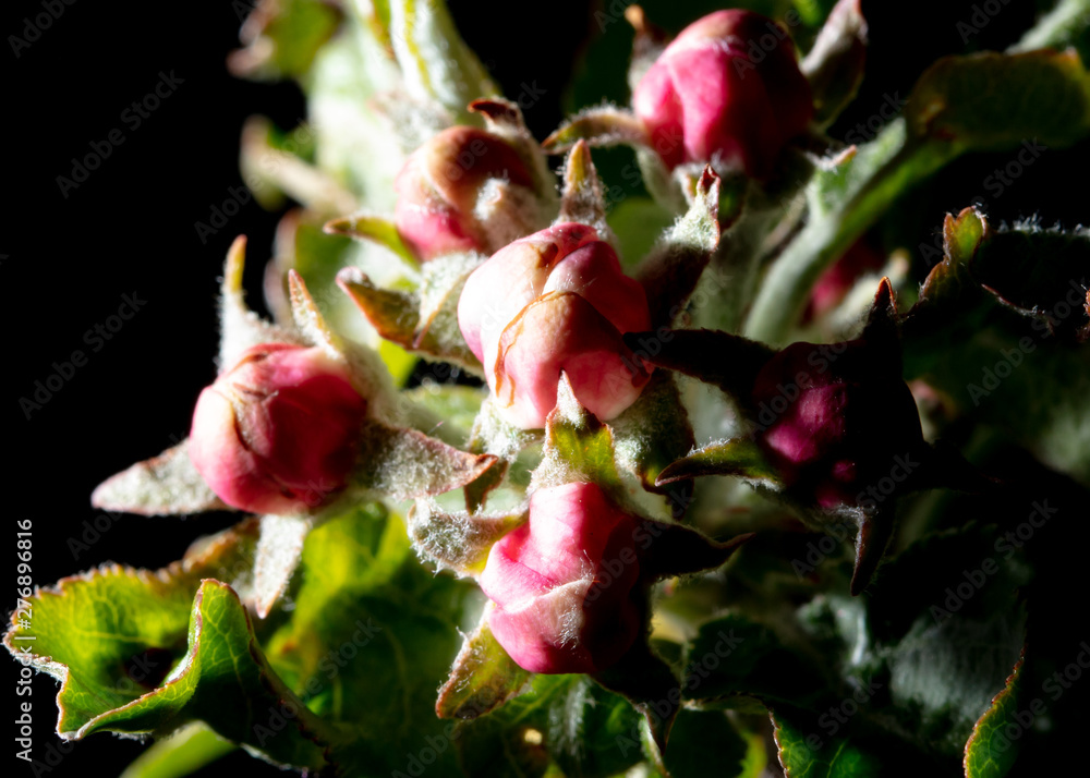 Fototapeta premium Closed flowers on a tree branch in spring