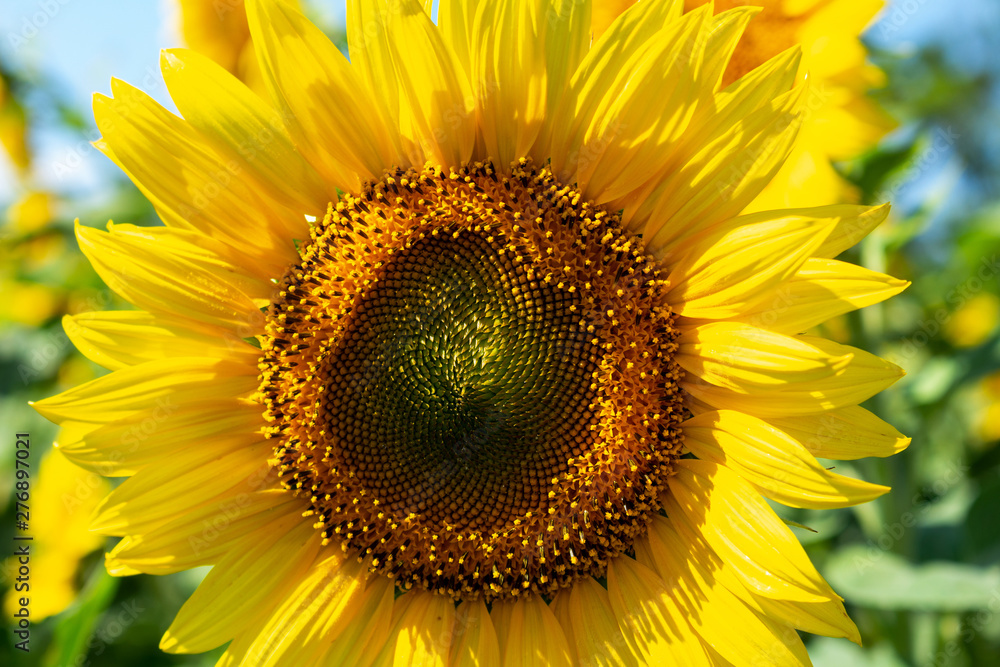 Sunflowers close up agriculture farming rural economy agronomy concept selective focus Sunflowers close up agriculture farming rural economy agronomy concept selective focus