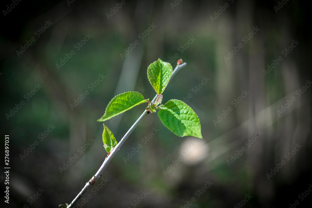 Einzelner Zweig eines Baumes im Wald Einzelner Zweig eines Baumes im Wald
