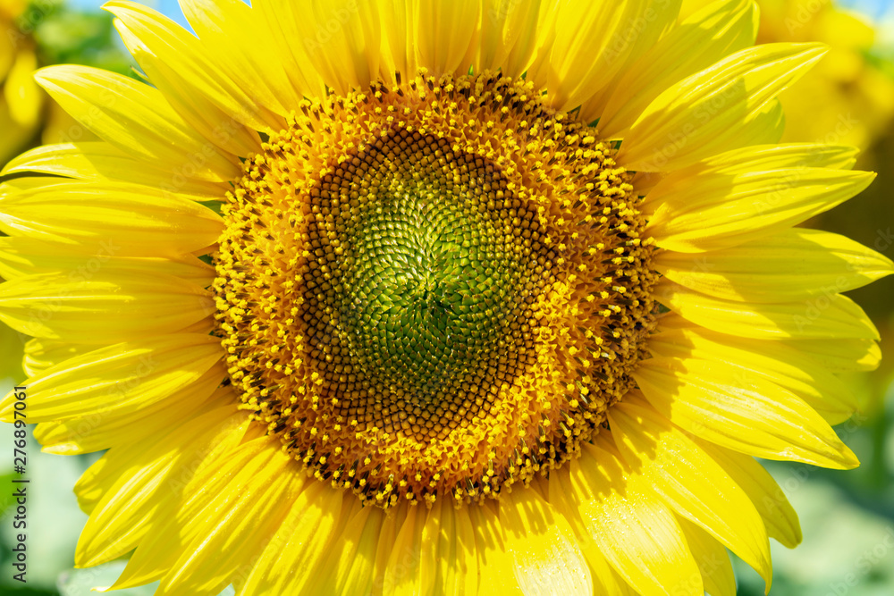 Sunflowers close up agriculture farming rural economy agronomy concept selective focus Sunflowers close up agriculture farming rural economy agronomy concept selective focus