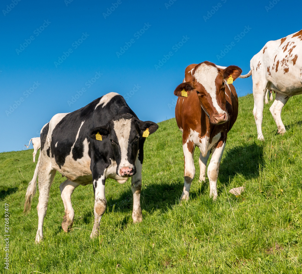 happy swiss cows on a meadow in Emmental