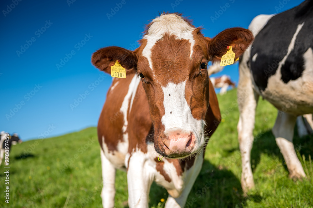 happy swiss cows on a meadow in Emmental happy swiss cows on a meadow in Emmental