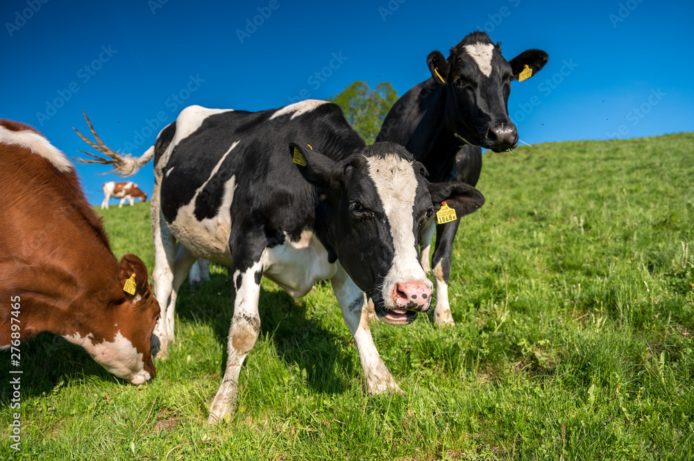 happy swiss cows on a meadow in Emmental happy swiss cows on a meadow in Emmental