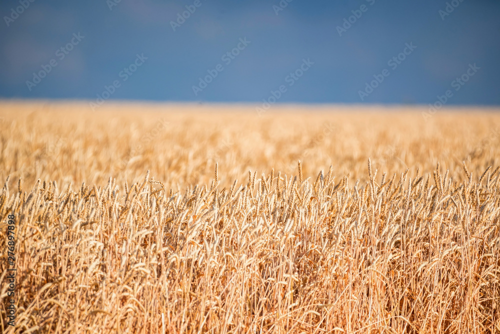 Fototapeta premium Field of ripe wheat under blue sky for natural background