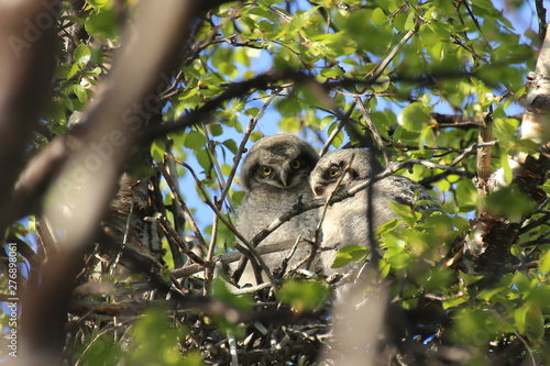Two Northern Hawk-Owls (Surnia ulula) sitting in nest