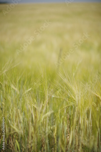 green wheat field © Panas