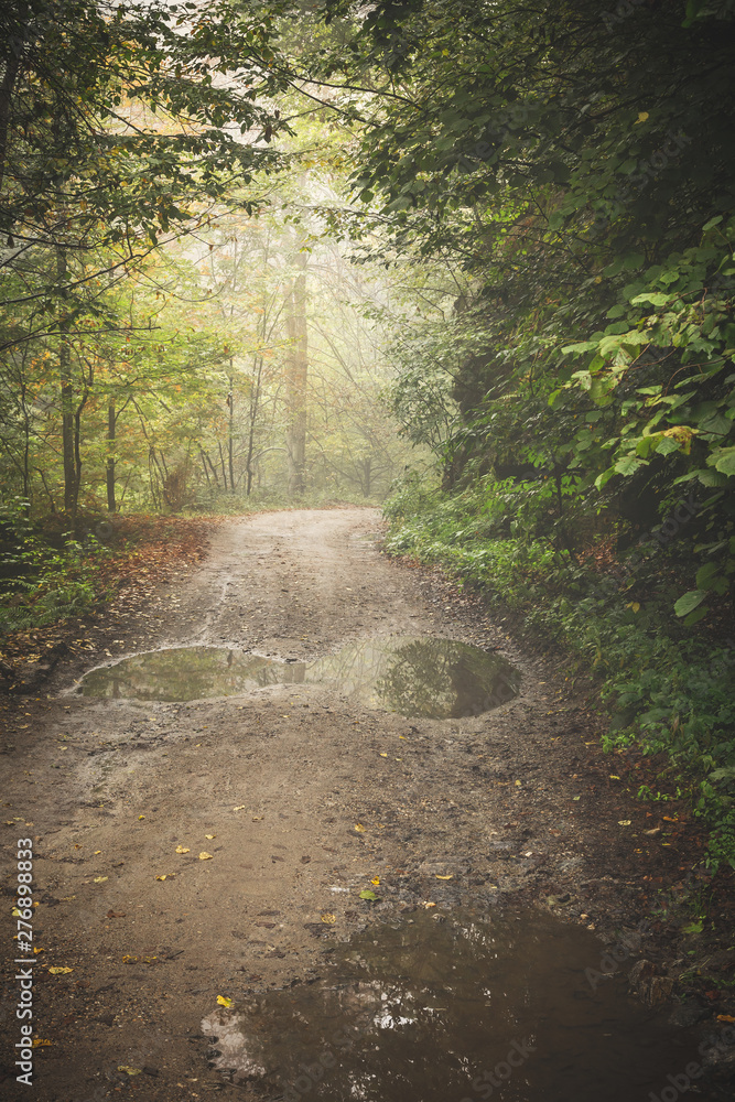 Fototapeta premium Road through the misty woods.
