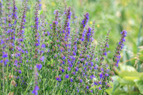 Hyssopus officinalis, known as hyssop, is a herbaceous flowering plant used in traditional medicine and cooking, as well as beekeepers for the production of rich aromatic honey