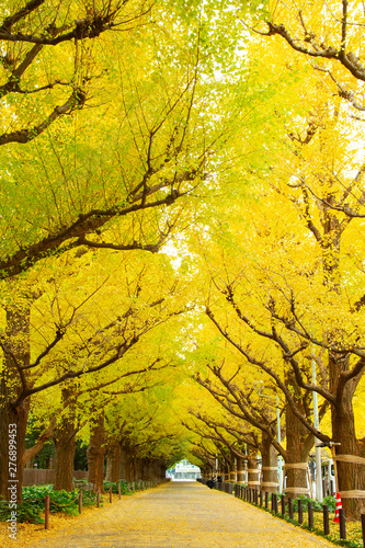Sticker Rows of golden yellow ginkgo trees