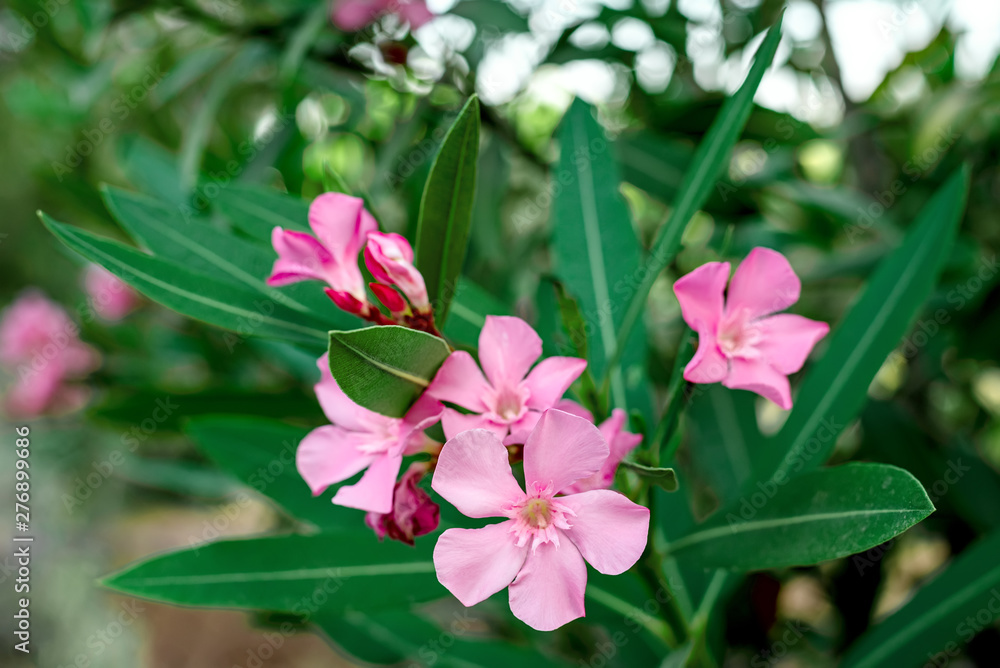 Pink flowers of an oleander with leaves in the summer evening Pink flowers of an oleander with leaves in the summer evening