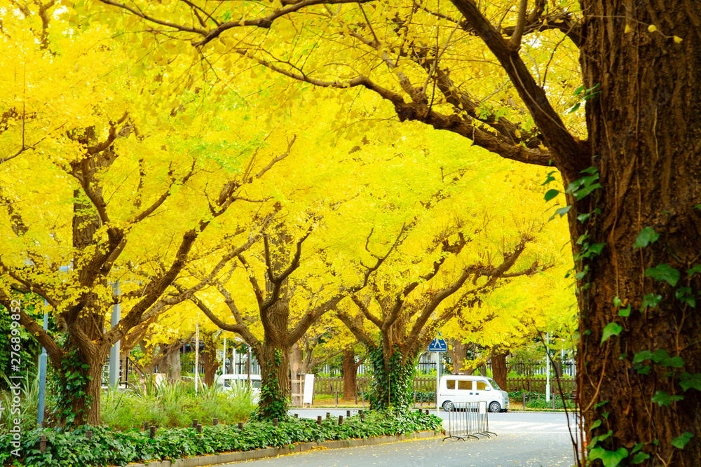 Rows of golden yellow ginkgo trees 