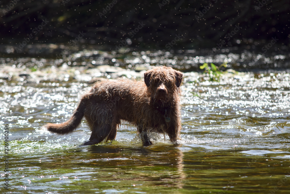beautiful dog mix hunting in a river 