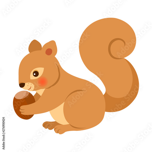 Squirrel isolated on white background