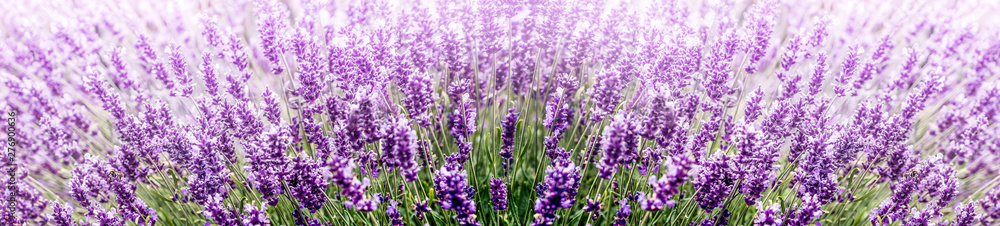 Purple Lavender in flower field wide panoramic view Purple Lavender in flower field wide panoramic view