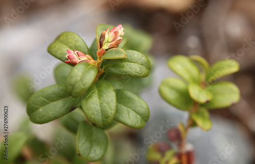 Flower buds of Vaccinium vitis-idaea, the lingonberry