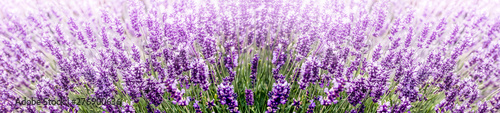 Purple Lavender in flower field wide panoramic view