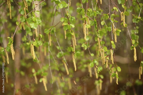 Curtain of leaves and catkins of Betula pendula, the European white birch