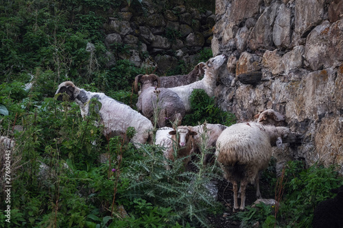 Sheeps licking salt from stones of destroyed svan tower in Adishi village Svaneti Georgia