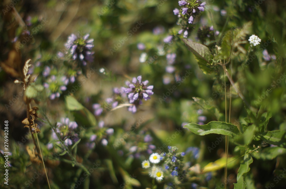 Fototapeta premium flower