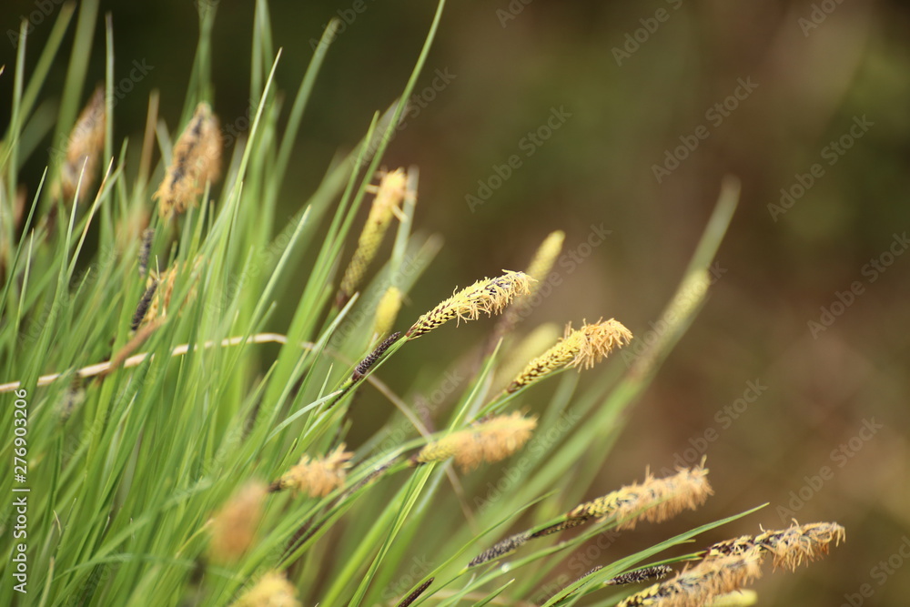 Macro of spikes of Carex nigra, the common sedge Macro of spikes of Carex nigra, the common sedge