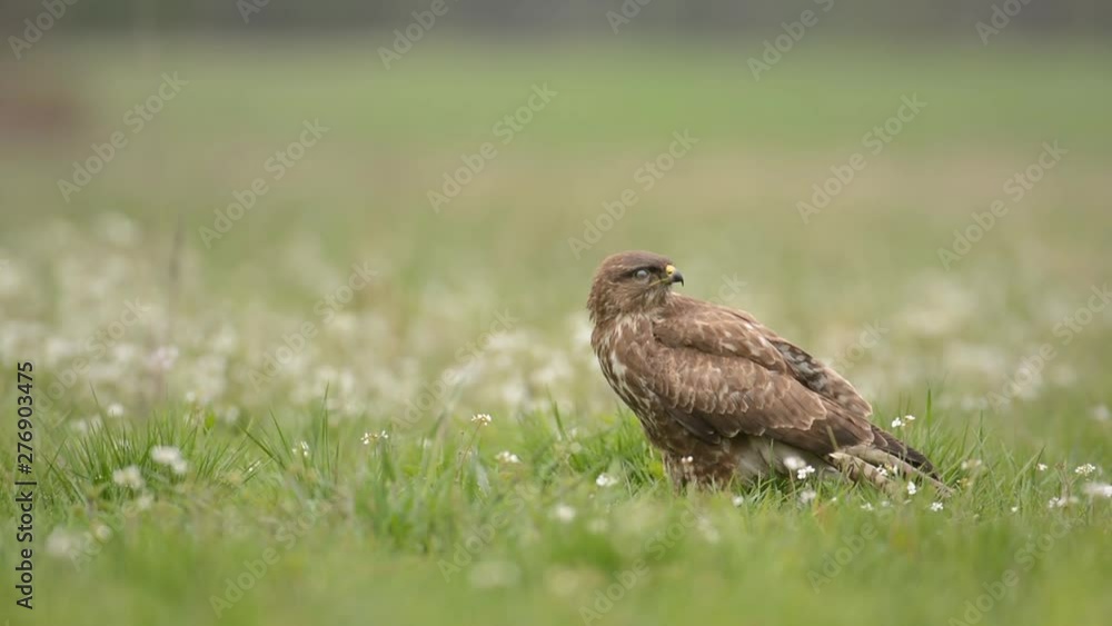 Common buzzard (Buteo buteo) Common buzzard (Buteo buteo)