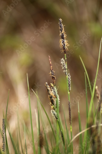 Macro of spikes of Carex nigra, the common sedge