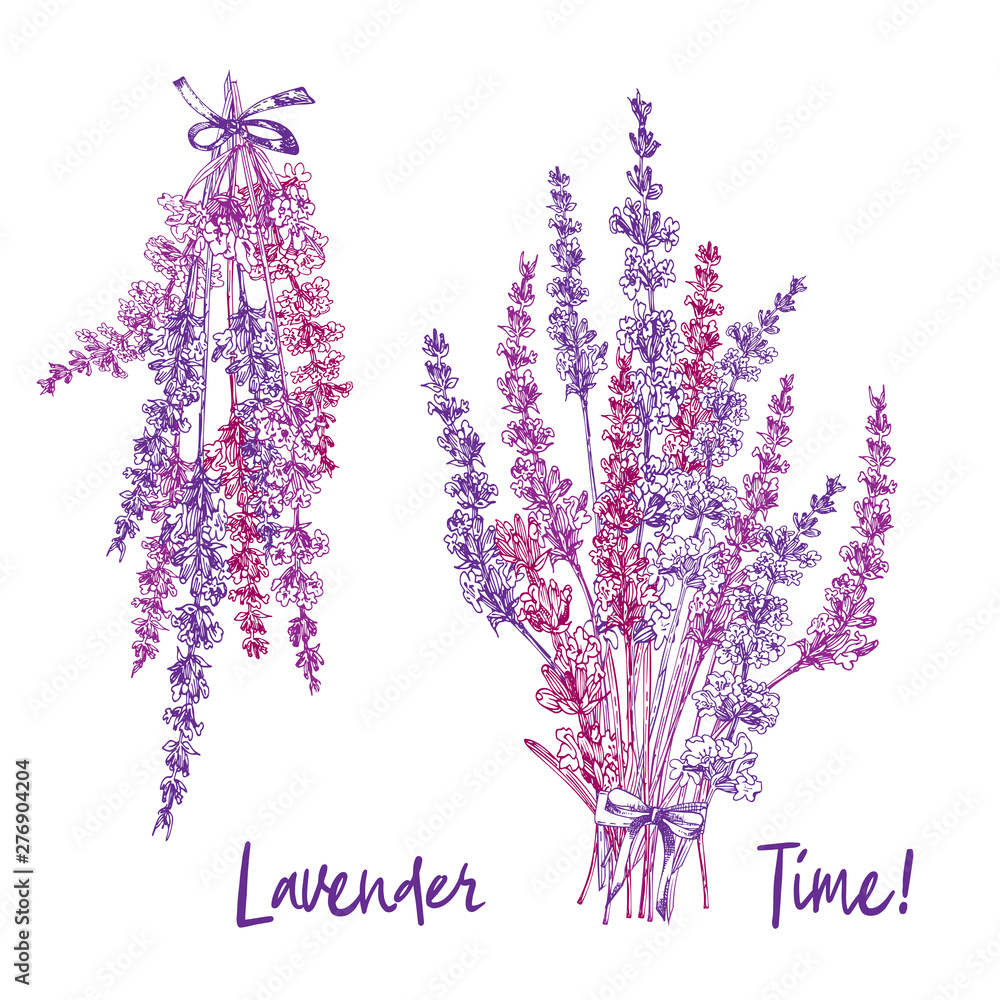 Bouquet of hand drawn color sketch of Lavender flower and cute bows isolated on gray background. France provence retro pattern for romantic fresh design concept. Natural lavander