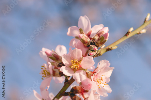 Almond tree blossom pink flowers