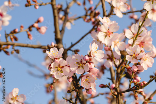 Prunus dulcis or almond tree pink flowers