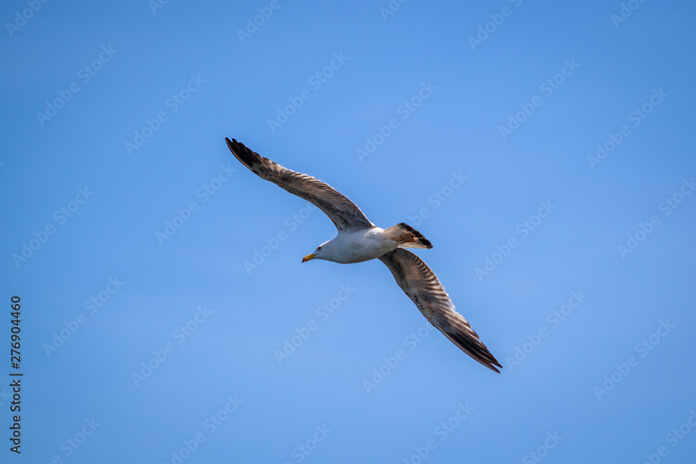 Seagull flying over the sea with blue sky in the background Seagull flying over the sea with blue sky in the background