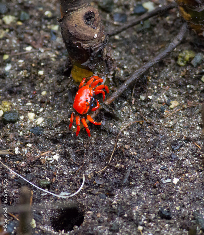 Red mangrove crab travelling to its hole Red mangrove crab travelling to its hole