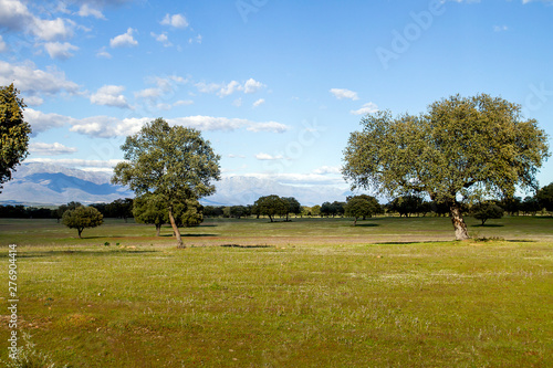 Olm oak grove in La Vera, Extremadura, Spain, with Sierra de Gredos mountains in the background photo