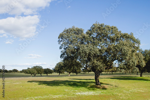 Quercus ilex, holm oak grove in Extremadura, Spain photo