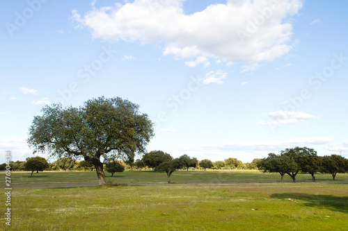 Holm oak grove in La Vera, Extremadura, Spain photo