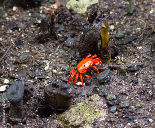 Red mangrove crab crawling in mud