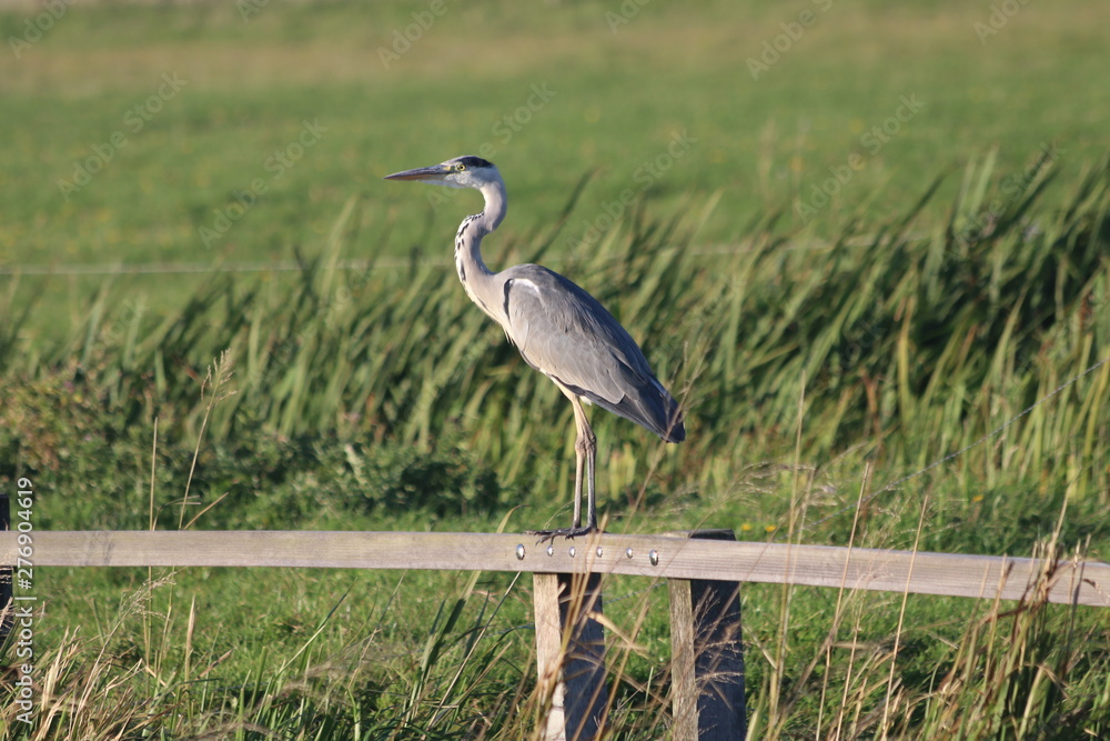 Obraz premium Great heron in the Netherlands