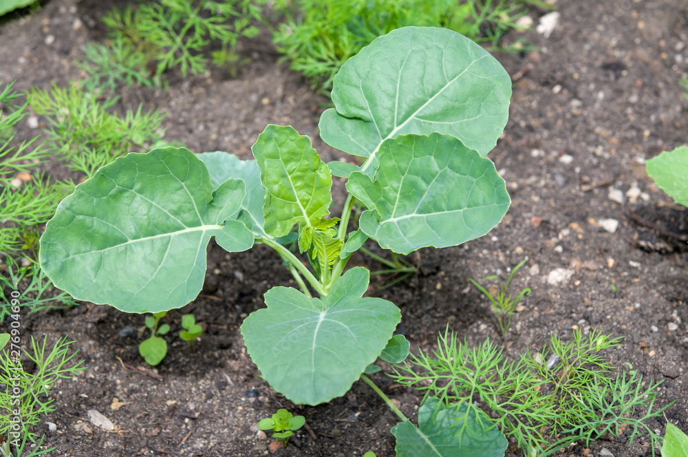 Obraz premium young cabbage growing in organic soil