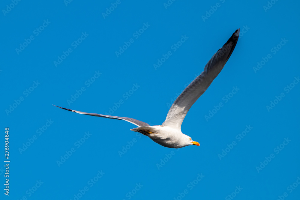 Seagull flying over the sea with blue sky in the background Seagull flying over the sea with blue sky in the background