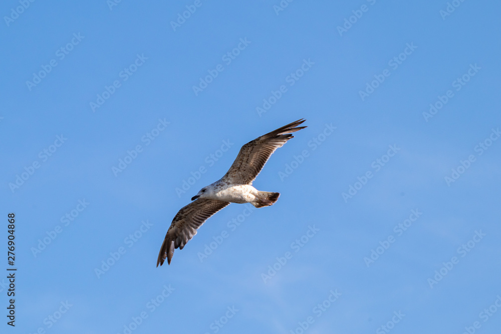 Seagull flying over the sea with blue sky in the background Seagull flying over the sea with blue sky in the background