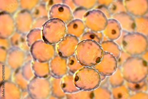Cuadro en lienzo Fat cells, or adipose cells, 3D illustration