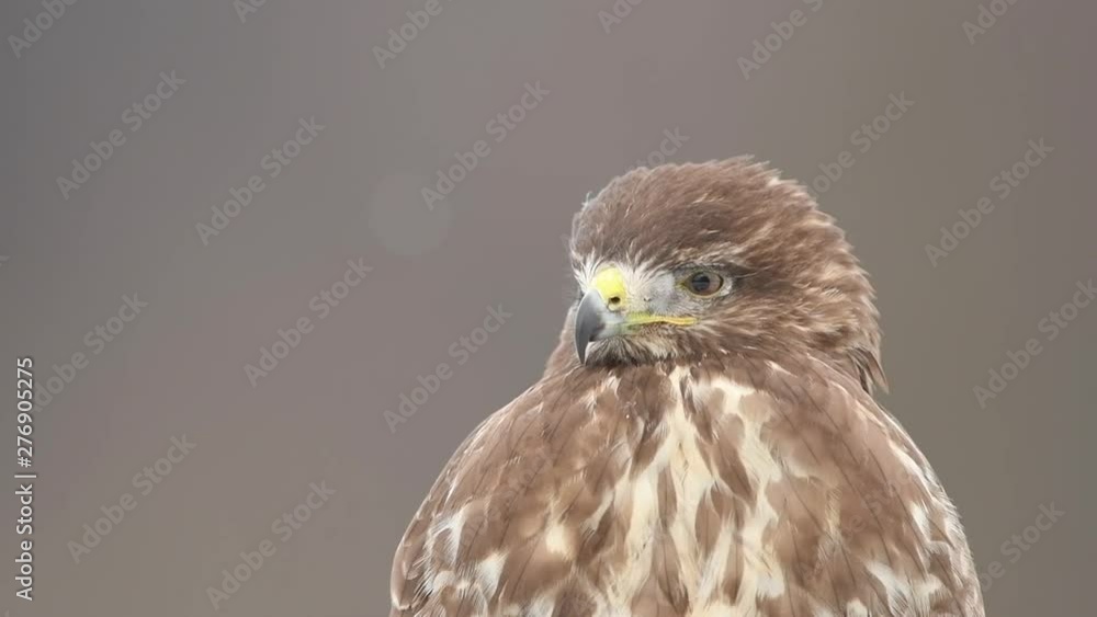 Common buzzard (Buteo buteo) Common buzzard (Buteo buteo)