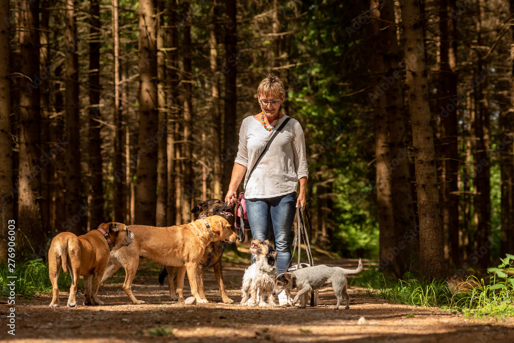 Walk with many dogs on a leash. Dog sitter with different dog breeds in the beautiful forest