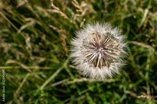 vue de dessus d une fleur de picenli