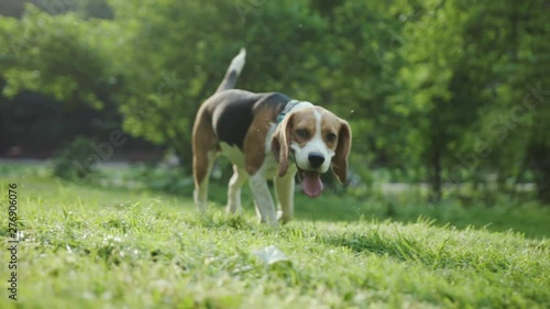 Adorable puppy bigl with tongue out walking and sniffing the grass in a wonderful green park. girl walking a dog during summer holidays. photo