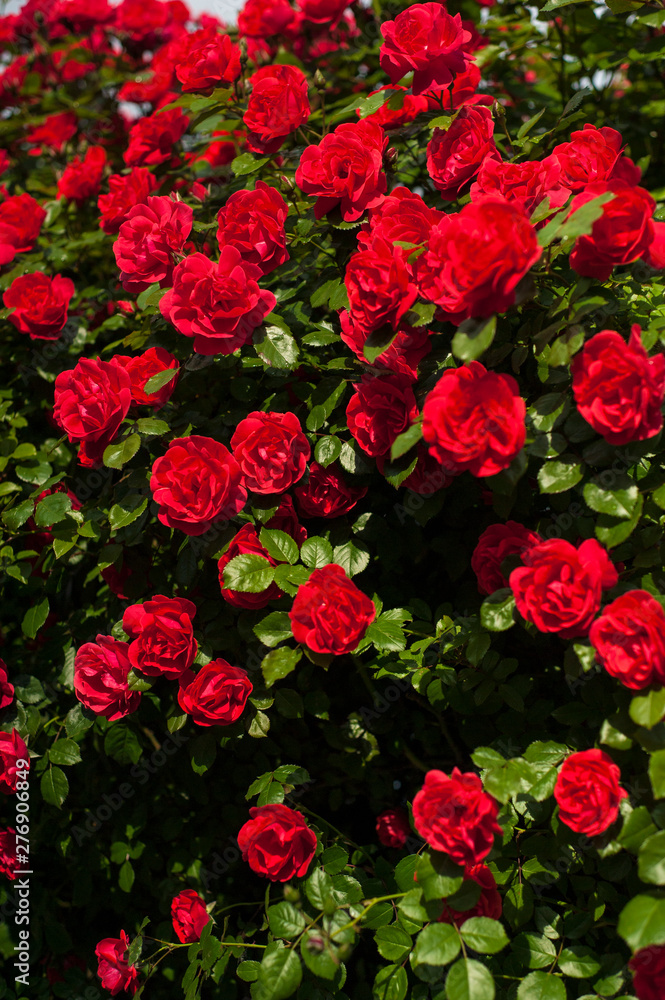 Bright red roses with buds on a background of a green bush after rain.  Beautiful red roses in the summer garden. Background with many red summer  flowers. Stock Photo | Adobe Stock