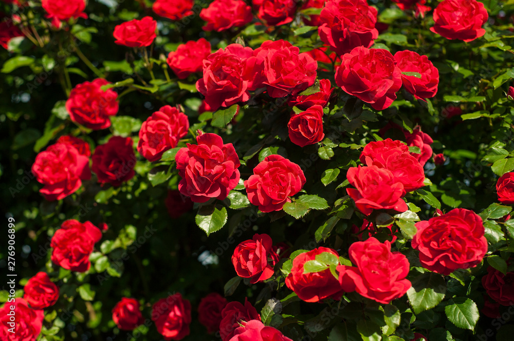 Bright red roses with buds on a background of a green bush after rain. Beautiful red roses in the summer garden. Background with many red summer flowers. Bright red roses with buds on a background of a green bush after rain. Beautiful red roses in the summer garden. Background with many red summer flowers.