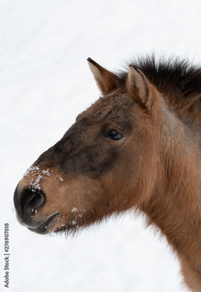 Close-up portrait of a Przewalski brown horse with a black mane in profile on a neutral white background. Close-up portrait of a Przewalski brown horse with a black mane in profile on a neutral white background.