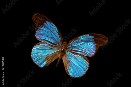 Large blue butterfly with nacreous shiny wings on a contrasting black background © Evgeniya Fedorova